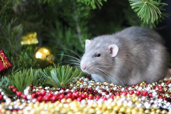 Nouvel an 2020. Rat domestique gris sur une branche d'un arbre de Noël. Symbole de la nouvelle année 2020 dans le calendrier chinois. Nouvel an et concept de Noël . — Photo