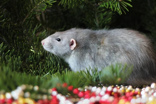 Nouvel an 2020. Rat domestique gris sur une branche d'un arbre de Noël. Symbole de la nouvelle année 2020 dans le calendrier chinois. Nouvel an et concept de Noël . — Photo