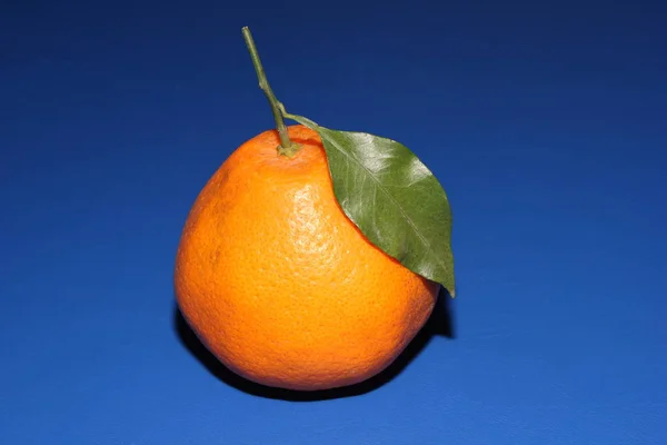 Mandarina Mineola fresca con hoja. El concepto de alimentación saludable, cítricos y vitamina C —  Fotos de Stock