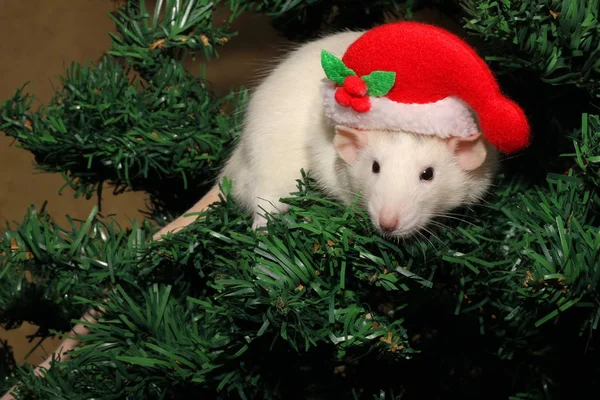Un rat avec un chapeau de Noël, une souris de Noël. Symbole de la nouvelle 2020 dans le calendrier chinois. Nouvel an et concept de Noël . — Photo