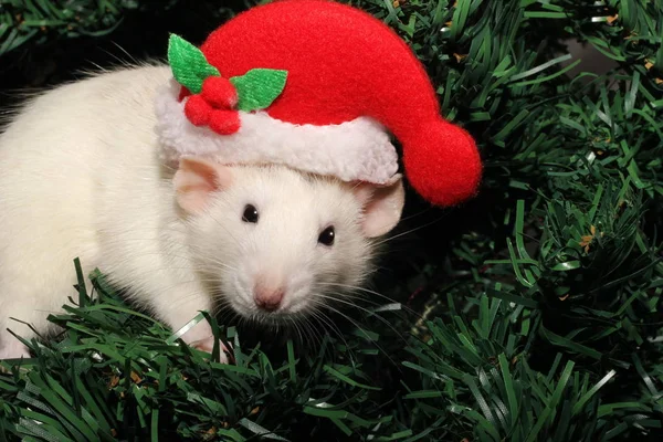 Un rat avec un chapeau de Noël, une souris de Noël. Symbole de la nouvelle 2020 dans le calendrier chinois. Nouvel an et concept de Noël . — Photo