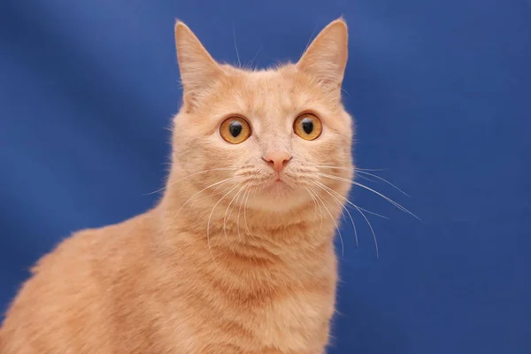 Gato rojo sobre fondo azul —  Fotos de Stock