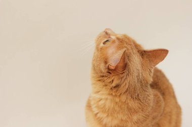 Kırmızı kedi arıyorum