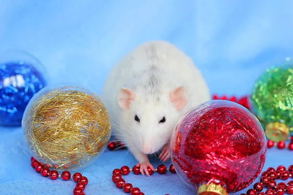 Rat parmi les jouets de Noël. Bonne année. Horoscope chinois. année de rat. 2020 — Photo