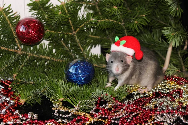 Rat gris de Noël sur le fond d'un arbre de Noël naturel. Symbole de la nouvelle année 2020 dans le calendrier chinois. Nouvel an et concept de Noël . — Photo