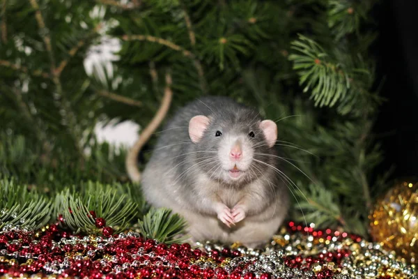 Nouvel an 2020. Rat domestique gris sur une branche d'un arbre de Noël. Symbole de la nouvelle année 2020 dans le calendrier chinois. Nouvel an et concept de Noël . — Photo
