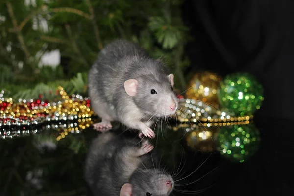 Nouvel an 2020. Rat domestique gris sur une branche d'un arbre de Noël. Symbole de la nouvelle année 2020 dans le calendrier chinois. Nouvel an et concept de Noël . — Photo