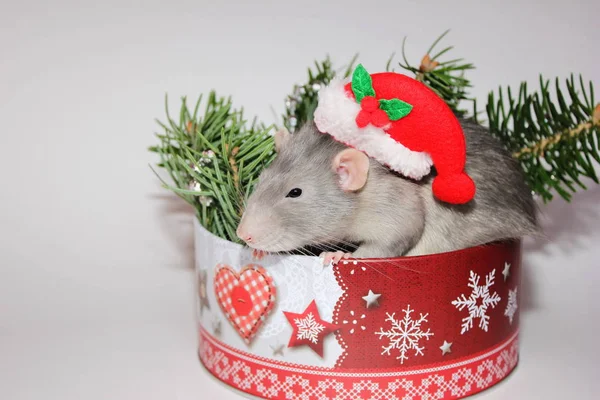 Grey rat. New year 2020. Symbol of the year of the rat. Christmas decorations. Happy new year congratulations. The concept of the new year holiday. Christmas decorations.