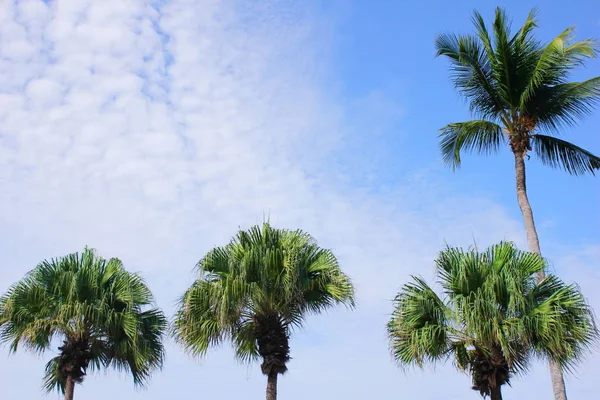 Green palm trees against the blue sky on a Sunny day. Summer holiday. — Stock Photo, Image