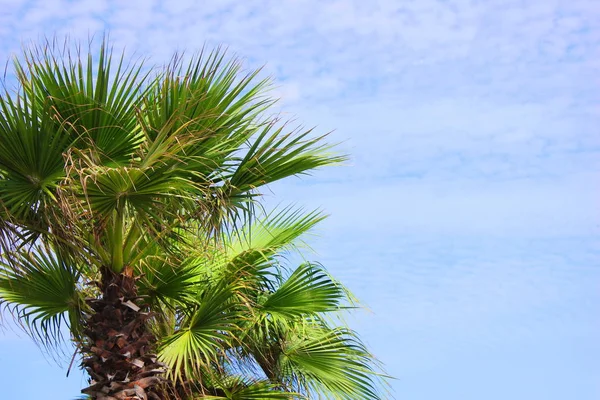 Palmera verde contra el cielo azul en un día soleado. Vacaciones de verano. Copiar espacio . —  Fotos de Stock