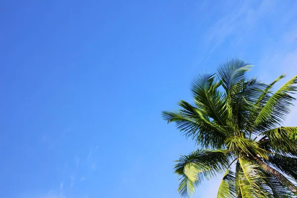 Green palm tree against the blue sky on a Sunny day. Summer holiday. Copy space.