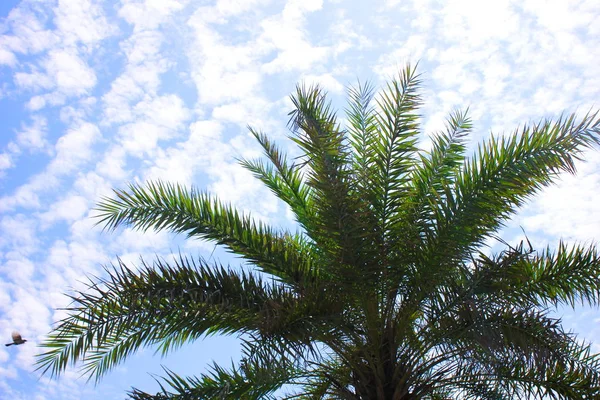 Des palmiers verts contre le ciel bleu par une journée ensoleillée. Vacances d'été . — Photo
