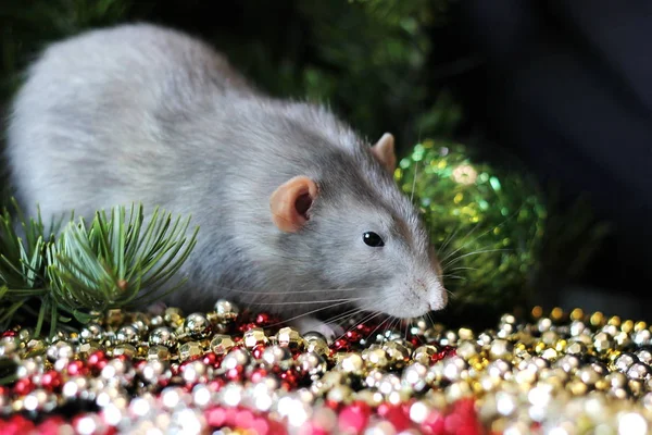 Nouvel an 2020. Rat domestique gris sur le fond des branches d'arbre de Noël. Symbole de la nouvelle année 2020 dans le calendrier chinois. Nouvel an et concept de Noël . — Photo