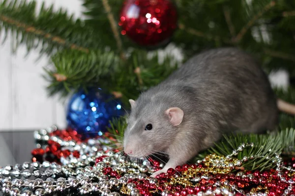 Nouvel an 2020. Rat domestique gris sur le fond des branches d'arbre de Noël. Symbole de la nouvelle année 2020 dans le calendrier chinois. Nouvel an et concept de Noël . — Photo