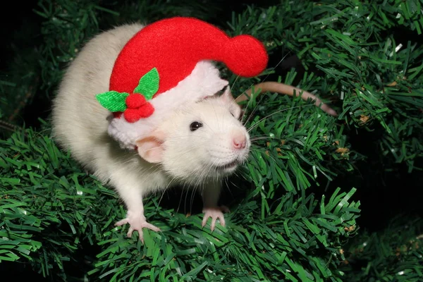 Rat décoratif blanc dans un chapeau Père Noël assis sur les branches d'un arbre de Noël artificiel. Bonne année 2020 . — Photo