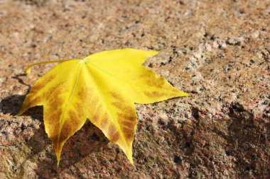 Sonbahar sarı akçaağaç yaprağı kahverengi taş üzerinde yatıyor. Merhaba, sonbahar..