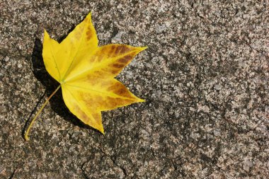 Sonbahar sarı akçaağaç yaprağı gri taş üzerinde yatıyor. Merhaba, sonbahar..