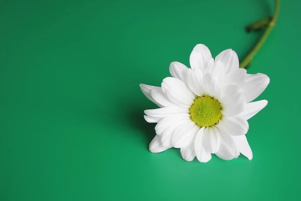 White chrysanthemum on green background. Picturesque flower spray chrysanthemum. Opened chrysanthemum bud.