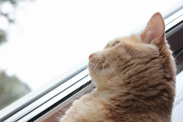 Red Cat tittar ut genom fönstret. Profil, nedre vy. — Stockfoto
