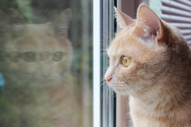 Pencereden dışarı bakarak kırmızı kedi ve cam onun yansıması