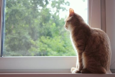 Kırmızı kedi penceredeki geri oturur ve pencereden dışarı bakıyor