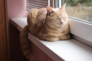 Kırmızı kedi pencere de uyuyor