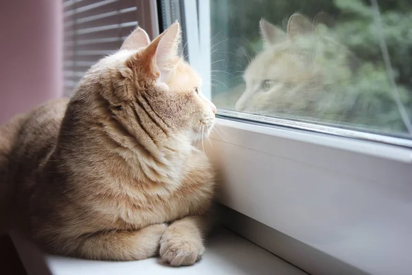 Rudá kočka se dívala oknem a jeho odraz ve skle — Stock fotografie