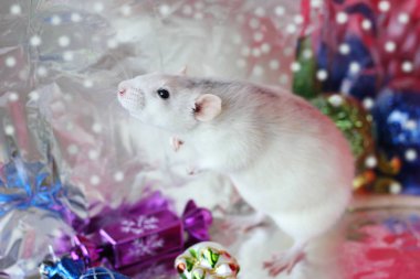 Noel oyuncakları arasında sıçan. Yeni Yılınız Kutlu Olsun. sıçan yılı 2020