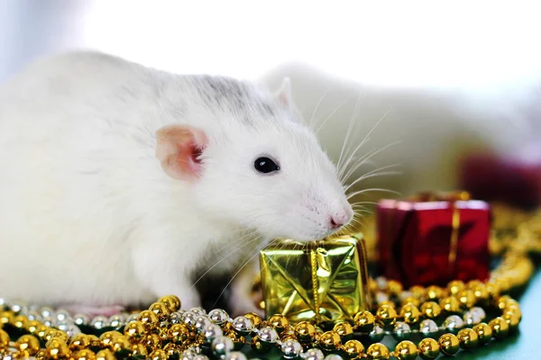 Råtta i julstämning. Årets symbol 2020 — Stockfoto
