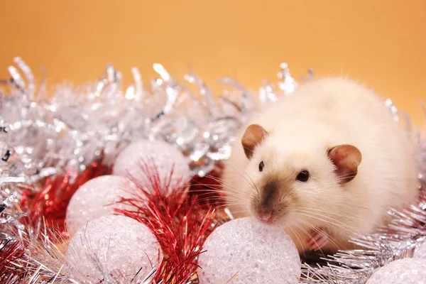 Rata entre los juguetes de Navidad. Feliz año nuevo. año de rata 2020 — Foto de Stock