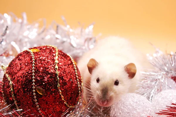 Rat parmi les jouets de Noël. Bonne année. année du rat 2020 — Photo