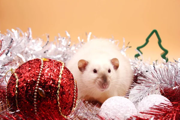 Rat parmi les jouets de Noël. Bonne année. année du rat 2020 — Photo