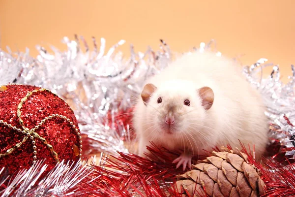 Un rat est assis parmi les moules près d'une boule de Noël rouge et d'un cône de sapin . — Photo