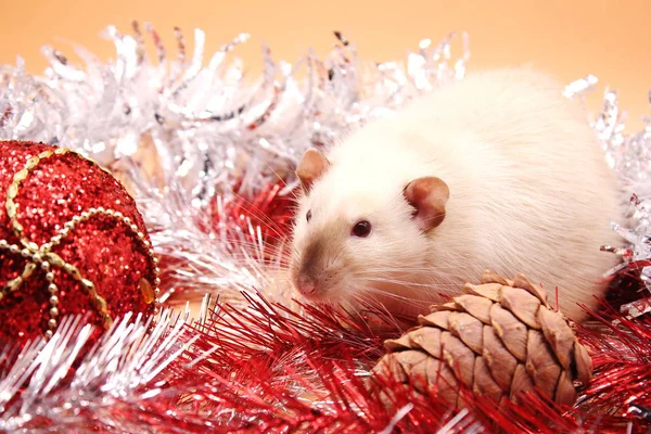 Un rat est assis parmi les moules près d'une boule de Noël rouge et d'un cône de sapin . — Photo