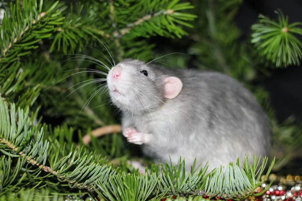 Rat domestique gris sur une branche d'un arbre de Noël. Symbole du nouvel an 2020 i — Photo