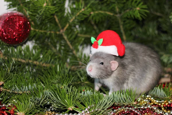 Fotos de Rato de natal, Imagens de Rato de natal sem royalties | Depositphotos Fotos de Rato de natal, Imagens de Rato de natal sem royalties | Depositphotos