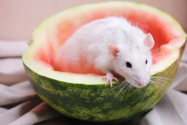 White rat sitting in half a watermelon. — Stock Photo, Image