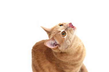 Kızıl kedi yukarı bakar ve dudaklarını yalar. Ayrı bir hayvan.