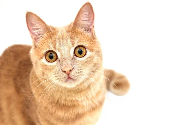 Gato rojo mirando hacia arriba aislado sobre fondo blanco —  Fotos de Stock