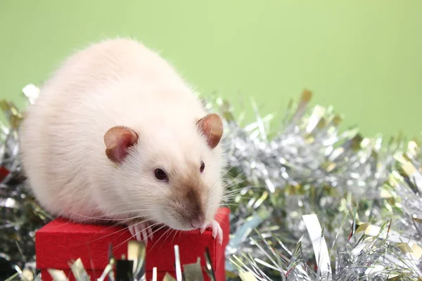 Le rat est un symbole de la nouvelle année 2020. Carte de Noël . — Photo