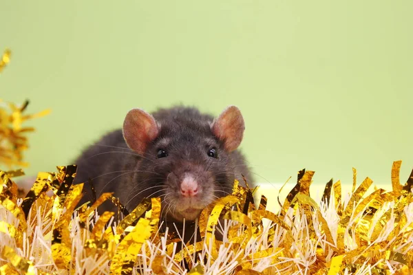 Le rat est un symbole de la nouvelle année 2020 . — Photo