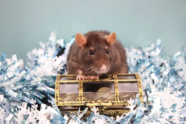 Black Rat et une boîte de pièces. Bonne année. année du rat 2020 — Photo