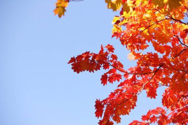 Sonbahar ormanı. Kırmızı ve sarı akçaağaç yaprakları mavi gökyüzüne karşı