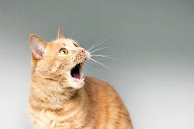 The surprised cat. The amazement of the cat. Open your mouth in surprise. An extreme degree of surprise. Be in shock. Stupor. clipart