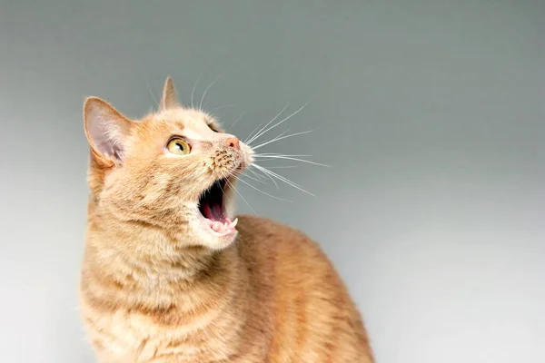 Die Überraschte Katze Das Staunen Der Katze Öffnen Sie Überrascht — Stockfoto