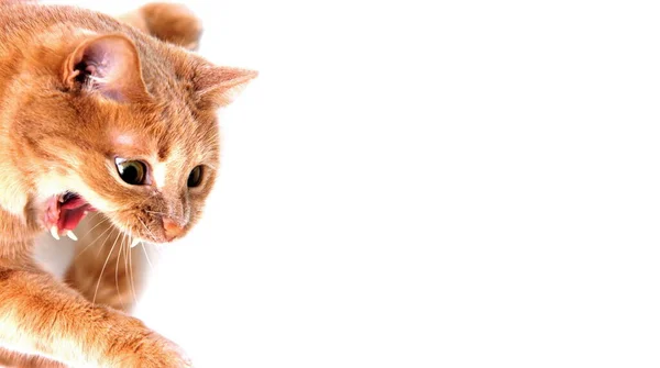 Arg Röd Katt Med Öppen Mun Vit Bakgrund Begreppet Sällskapsdjur — Stockfoto