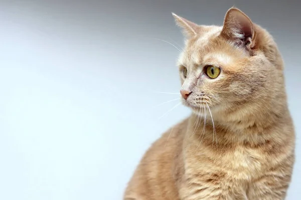 Gato Rojo Mira Hacia Otro Lado Con Concentración Animales Aislados —  Fotos de Stock