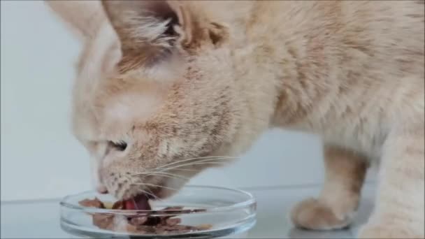 Red Cat Eats Food Transparent Glass Bowl Close — Stock Video