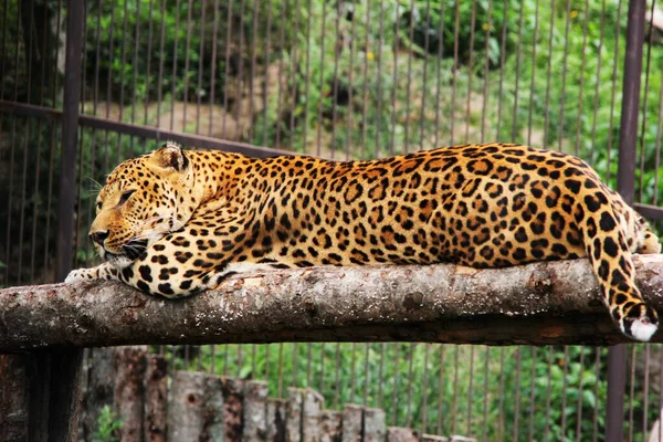 Um leopardo em cativeiro. leopardo adormecido. — Fotografia de Stock