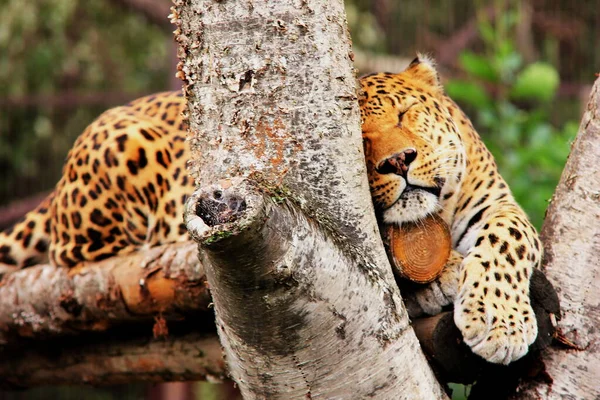 Egy fogságban lévő leopárd. alvó leopárd. Nagy foltos macska. — Stock Fotó